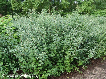 Symphoricarpos albus var. laevigatus